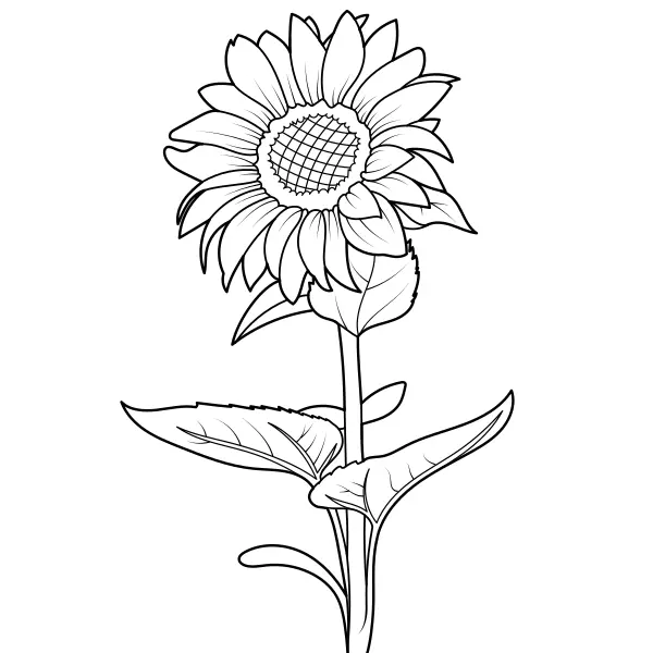Sonnenblume | Online-Malvorlagen für Kinder